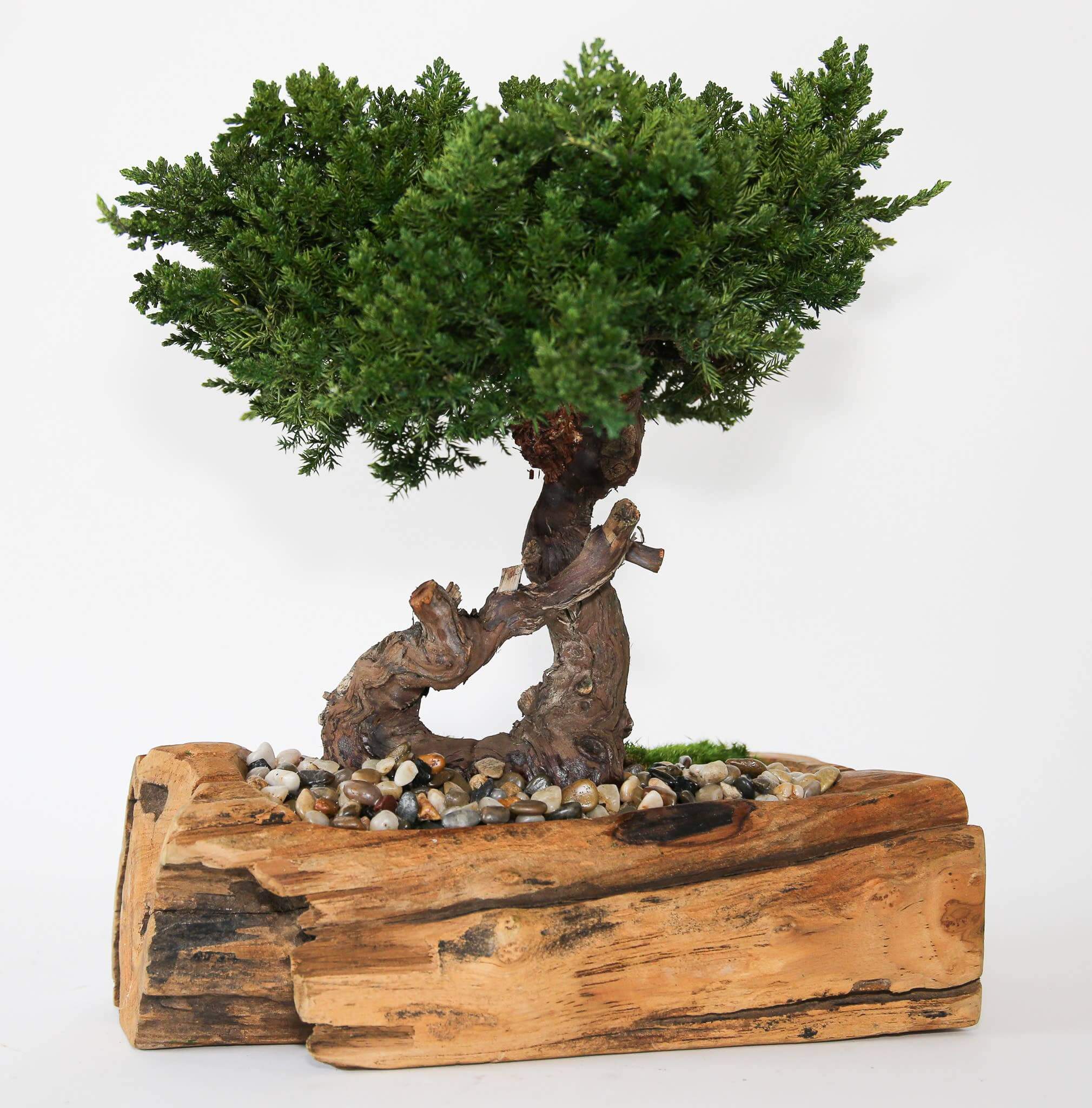 Single Preserved Juniper Bonsai in Live Edge Teak Bowl - Image 2