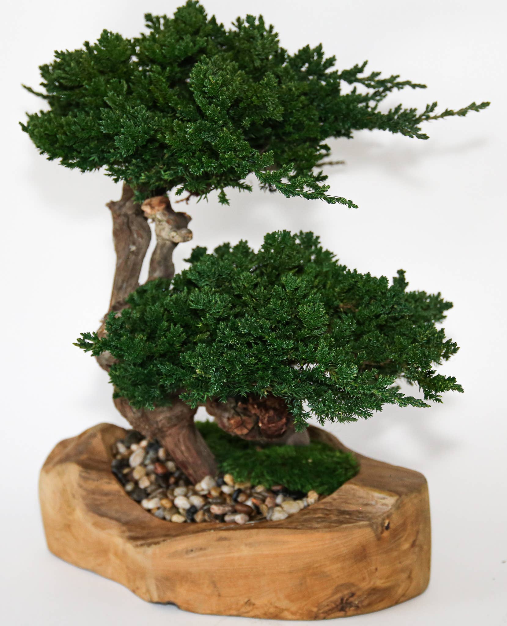 Double Preserved Juniper Bonsai in Live Edge Teak Bowl - Image 2