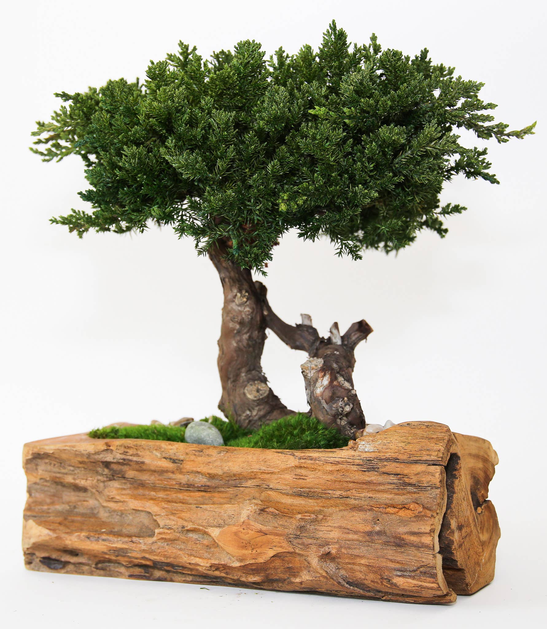 Single Preserved Juniper Bonsai in Live Edge Teak Bowl - Image 3