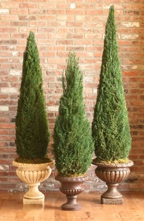 Preserved Cone Topiary 40-120