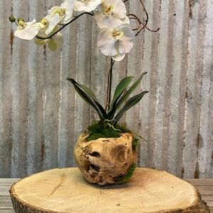 8" Orb Orchid