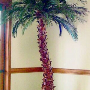 Date Palm Tree - 12 Foot