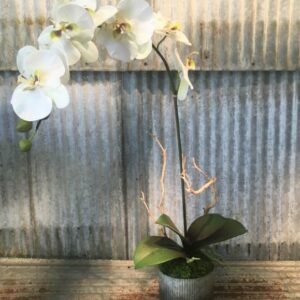 Orchid in Corrugated Tin