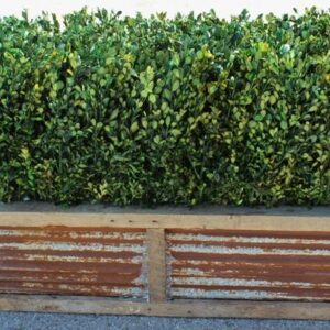 48" Preserved Boxwood Hedge