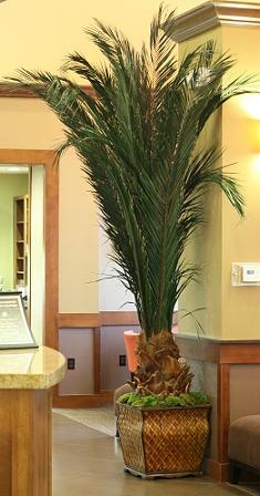 Newport Palm Tree - 84"