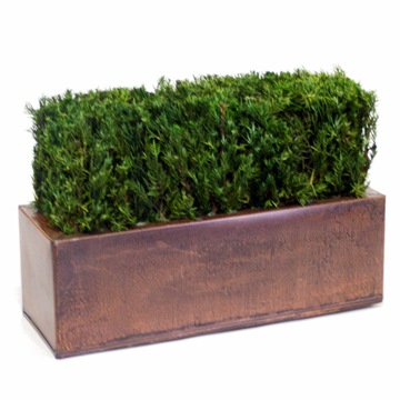 Table Top Hedge