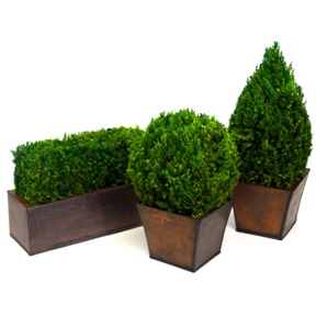 Tabletop Topiary Set