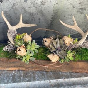 Antlers with Succulents