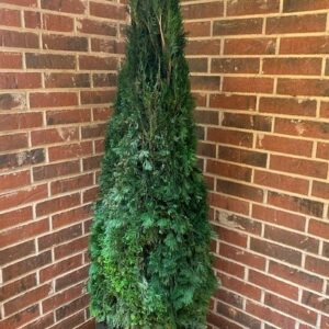 Preserved Emerald Green Arborvitae - 30" to 84" Tall