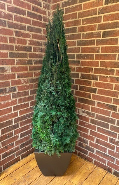 Preserved Emerald Green Arborvitae – 20″ to 84″ Tall