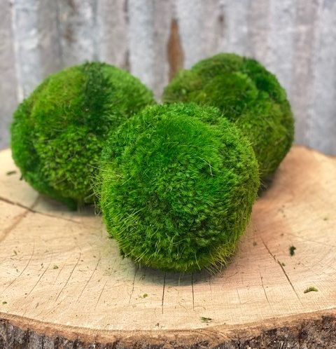 Whole Moss Balls Wholesale Can Make Any Space Beautiful and