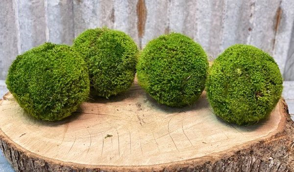 Large Preserved Moss Balls Real Preserved Moss Decorative Moss Balls  Maintenance Free Moss Decor Handmade Moss Balls 