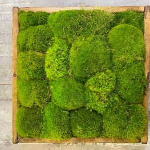 Moss Wall 14" Square