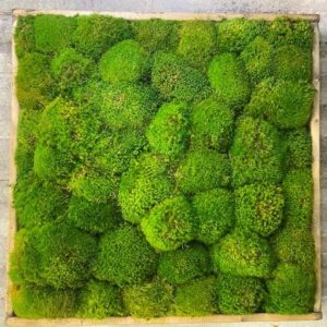 Moss Wall 24" Square