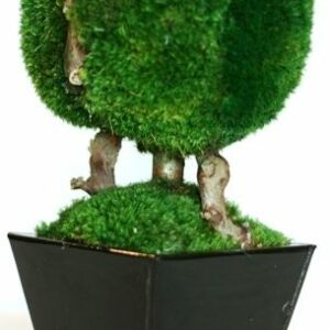 Topiary Moss Ball Single 13"