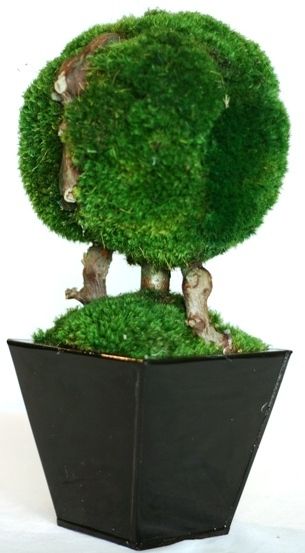Moss Ball Topiary